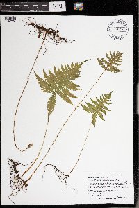 Phegopteris connectilis image