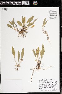 Media resource of Viola lanceolata