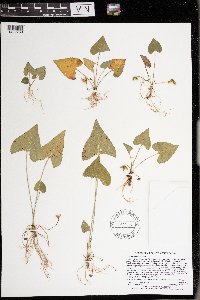 Viola novae-angliae image