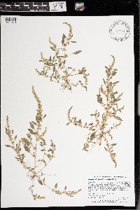 Amaranthus tuberculatus image