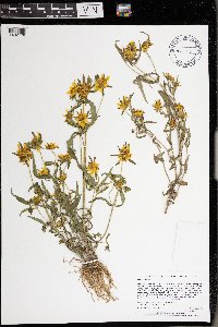 Bidens cernua image