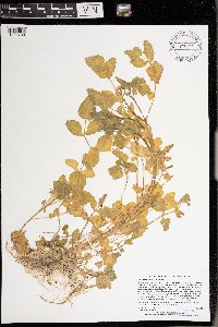 Nasturtium officinale image