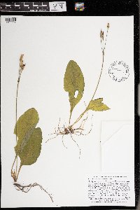 Dodecatheon amethystinum image