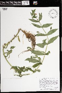 Mimulus ringens var. ringens image