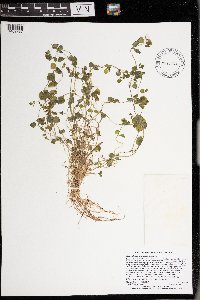 Chrysosplenium americanum image