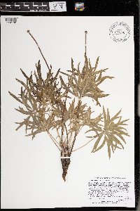 Media resource of Anemone patens