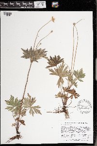 Anemone cylindrica image