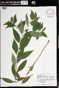 Lithospermum latifolium image