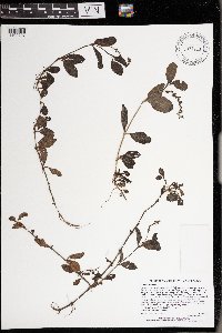 thumbnail image of current specimen