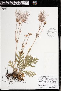 Geum triflorum var. triflorum image