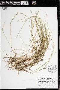 Torreyochloa pallida var. fernaldii image