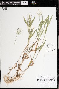 Dichanthelium oligosanthes image