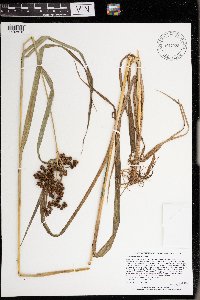 Scirpus atrovirens image