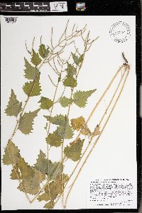 Alliaria petiolata image