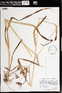 Scirpus hattorianus image