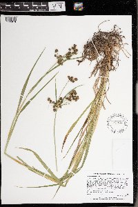 Scirpus hattorianus image