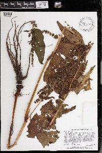 Rumex obtusifolius image