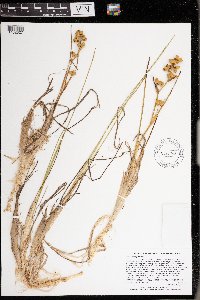 Scheuchzeria palustris image