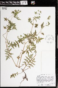 thumbnail image of current specimen