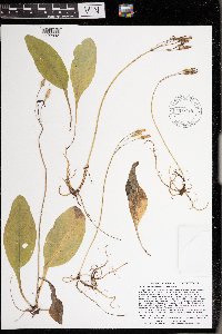 Dodecatheon amethystinum image