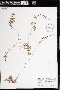 Hypericum boreale image