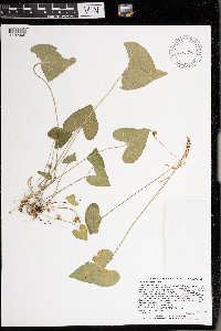 Viola novae-angliae image