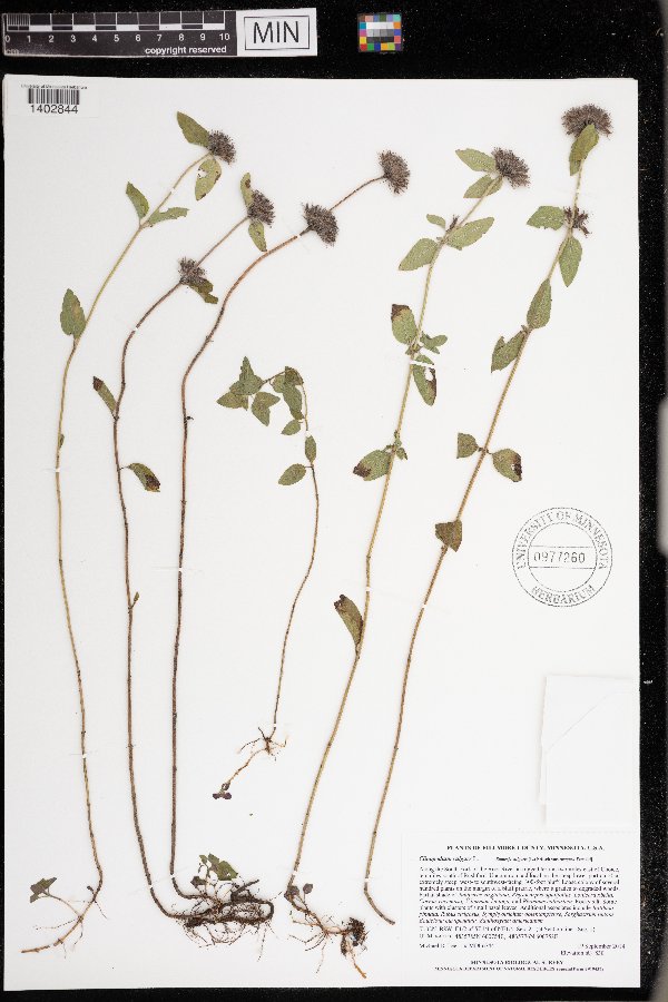 Clinopodium vulgare subsp. vulgare image