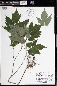 Actaea pachypoda image