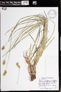 Carex merritt-fernaldii image