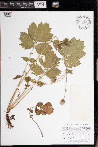 Image Associated With the Occurrence