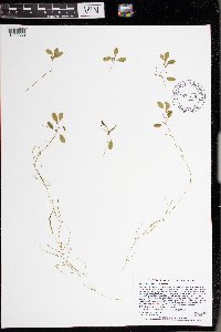 Potamogeton vaseyi image