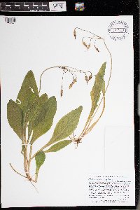 Dodecatheon amethystinum image