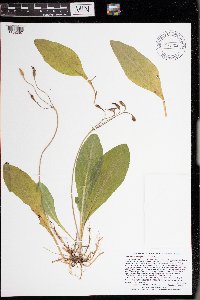 Dodecatheon amethystinum image