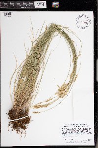 Carex hookeriana image