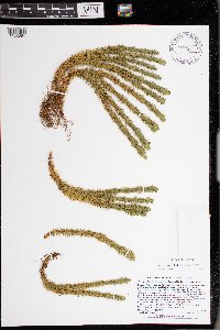 Huperzia selago image