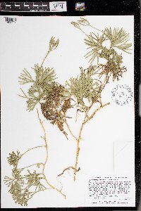 Diphasiastrum digitatum image