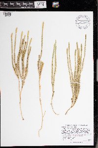 Thumbnail image of current specimen