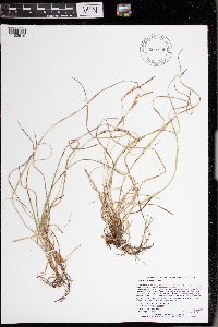 Carex richardsonii image