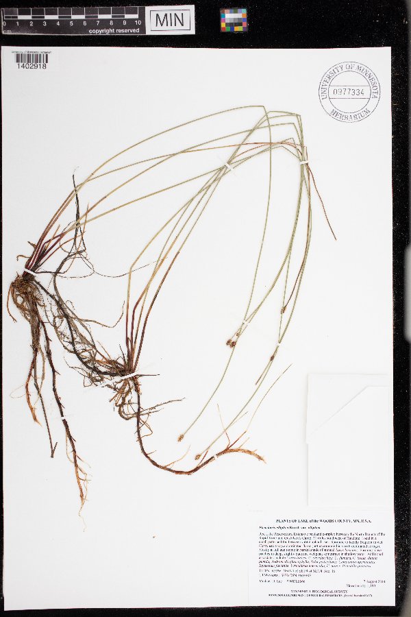 Eleocharis elliptica var. elliptica image