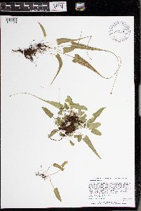 Asplenium rhizophyllum image