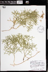 Diphasiastrum complanatum image