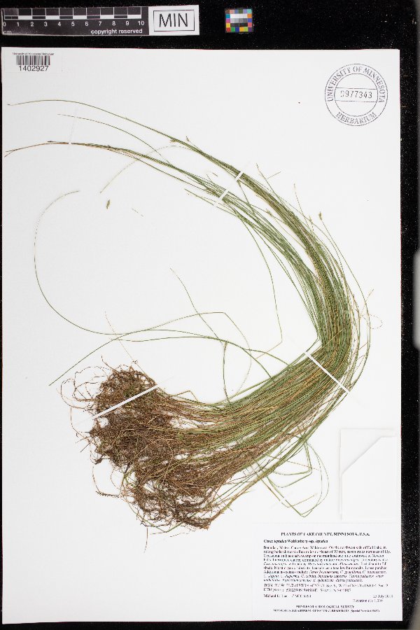 Carex leptalea subsp. leptalea image