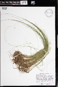Carex leptalea image