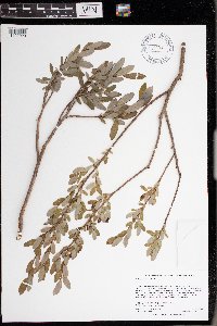 Salix pedicellaris image