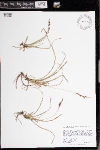 Carex richardsonii image