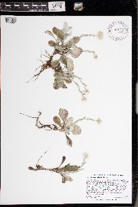Antennaria plantaginifolia image
