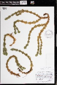 Huperzia lucidula image