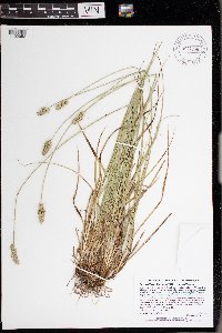 Carex muehlenbergii image