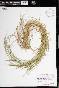 Torreyochloa pallida var. fernaldii image