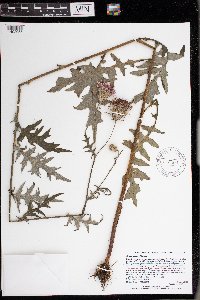 Cirsium muticum image